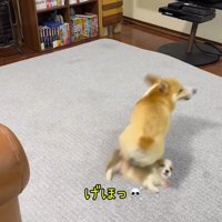 子犬の上を飛び越えようとする成犬