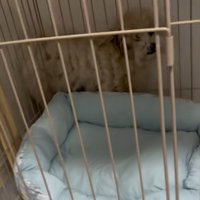 挟まったてんてん君