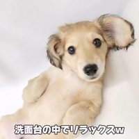 仰向けになってカメラを見つめる子犬