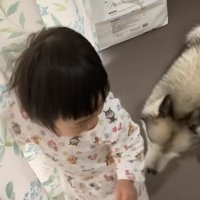 ハスキーから逃げる女の子