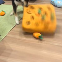 知育おもちゃで遊ぶくろべえ君6