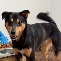 笑顔で飼い主を見つめる犬