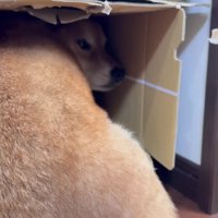 チラリ…