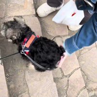 おしりを持ち上げる飼い主さん