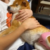 お兄ちゃんにベッタリ♡