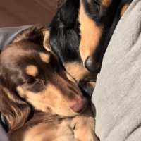 くっついて眠る小型犬たち