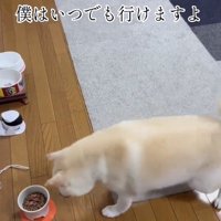 動き出した銀くん