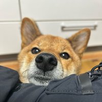 きゅるん
