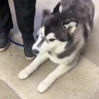 「待て」をお披露目