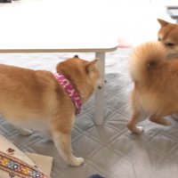 追いかけっこスタート