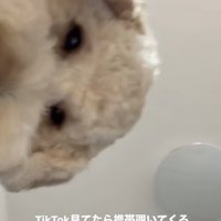 ずっと見ている