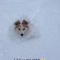 雪に埋もれるポムちゃん9