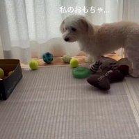 「私のおもちゃが…」