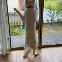 お姉ちゃんを引き止めたいまる君2