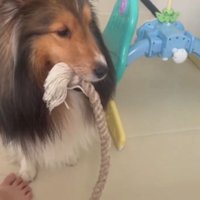 おもちゃを咥えて赤ちゃんの前にやってくる犬