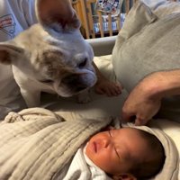 首をかしげる犬