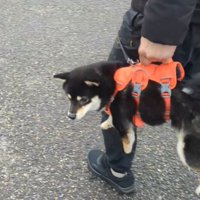 抱えられて横を向く犬4