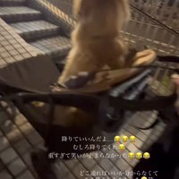 ペットカートを押す飼い主