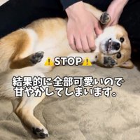 結局甘やかしちゃう！！