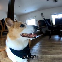 持ち主の胡桃ちゃんは大人の対応