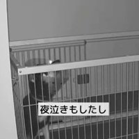 夜中に遠吠えをすることも