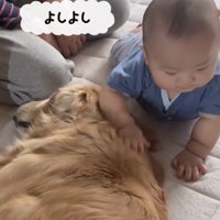 犬をなでる赤ちゃん