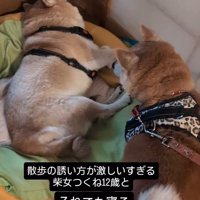 クッションの上で横になっているお姉ちゃん犬に近づく妹犬