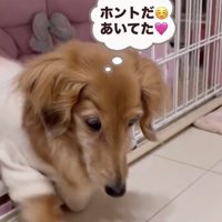 外へ歩き出す犬
