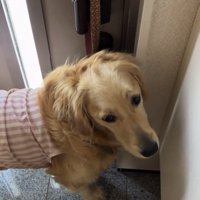 諦め顔のロイちゃん