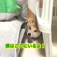 落ち込んでしまった幾三くん
