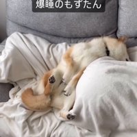 飼い主の足の上で眠る犬