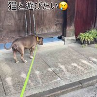 ネコさん見つけた！