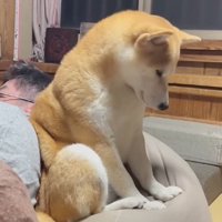 自分の足元を見つめる犬