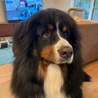 歌舞伎っぽいヘアスタイル2