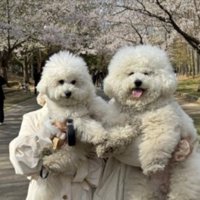 犬面人