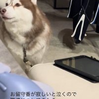 飼い主さんの職場にきたブルちゃん2