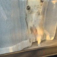 ひめちゃんのお出迎え5