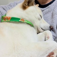 変わらず甘えん坊です