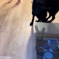 ウロウロする大型犬