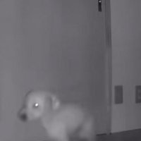 歩く小型犬