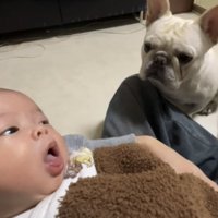 座って赤ちゃんを見つめる犬