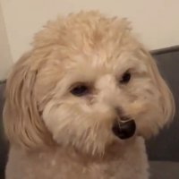 うつろな表情の犬