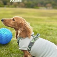 芝生の上に座るカニヘンダックスフンド