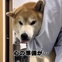 舌を出す犬