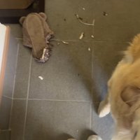 犬に食いちぎられたスリッパ