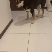 舌打ちしそうなあんこちゃん