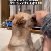 歯ブラシを動かされて顔を背ける犬
