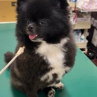 急に状況を察知した様子
