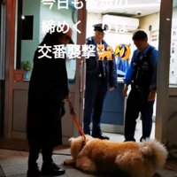 交番前に居座る秋田犬
