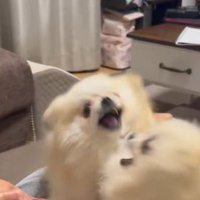 大喧嘩